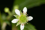 White avens